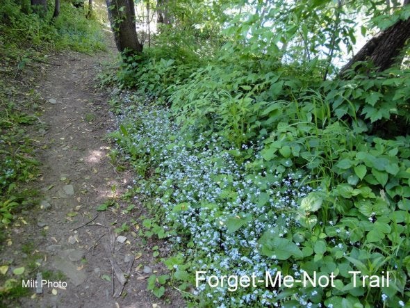 forget-me-nots