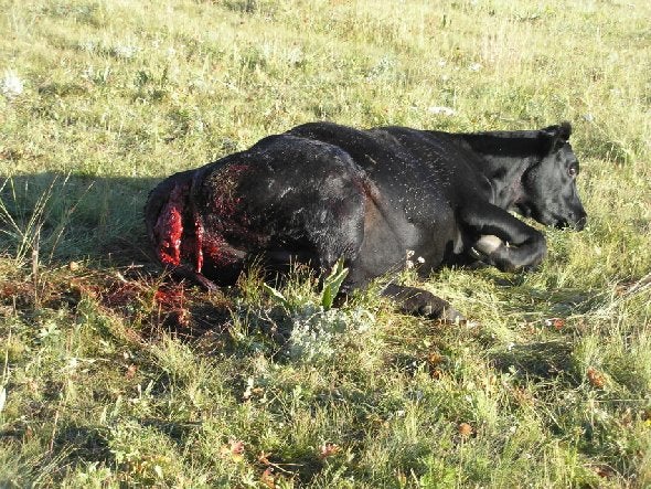 Cow eaten alive by wolves