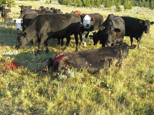 Cow eaten alive by wolves