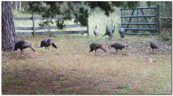 turkeys