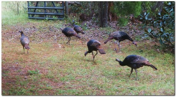 turkeys