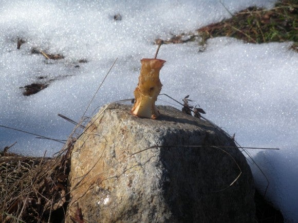 Apple core on a Rock