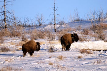 bison_release