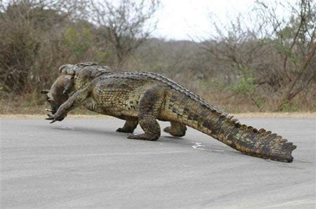 Albert the Hog Hunting Gator