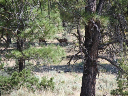 California Mule Deer Bucks at Coon Camp Springs