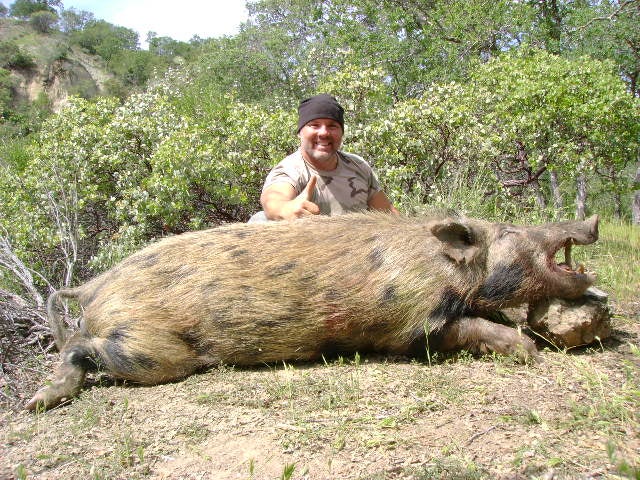 Biggest Boar Shot