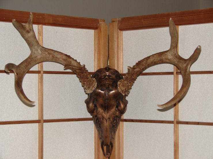 Spur of the Moment Buck Euro Mount