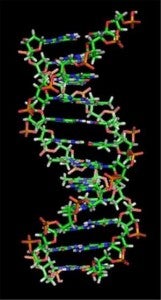 Pig DNA