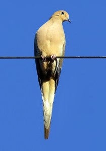 Image from Wikipedia