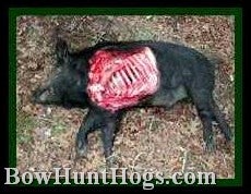 Feral hog wide.
