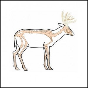 Whitetail bone structure.