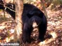 bear-in-snare.jpg