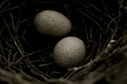 james_jernigan_brown_thrasher_eggs