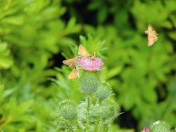 teresa_koester_12under_sachemskippers