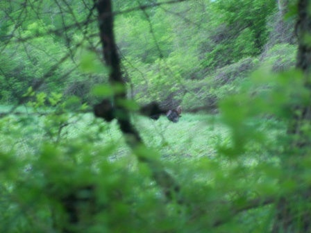 turkey-hunt-ks-044