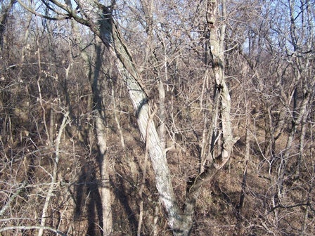 Kansas 2009 018