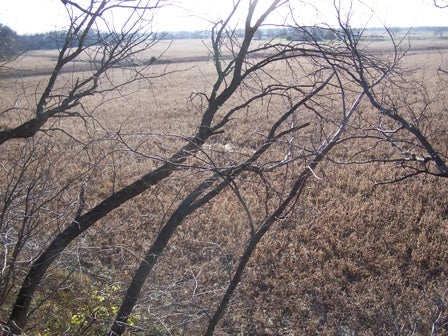 Kansas 2009 028