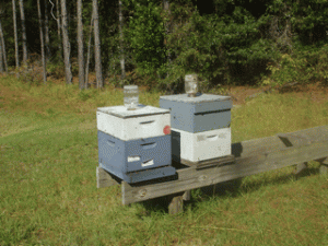 This is where Honey comes from. Not from a lab or the Chinese.