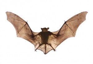 Local Sarasota Bat Exterminators bat Control & Bat Removal 