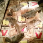 Sarasota Rat Trapper 