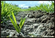 Conservation Blogs