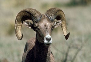 Texas Desert Big Horn Sheep