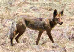 Massachusetts Study Says Eastern Coyote Part Wolf