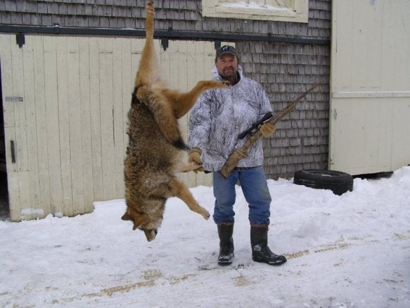 maine coyotes have some decent size coyote size