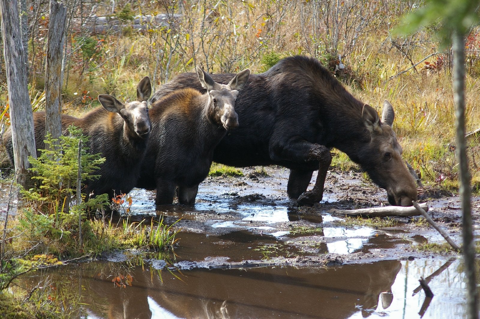 Bethel, Maine Native Takes First Ever Moose