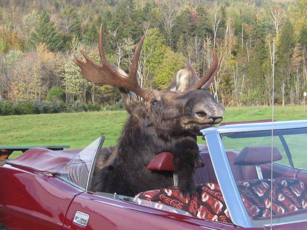Moosehead in car