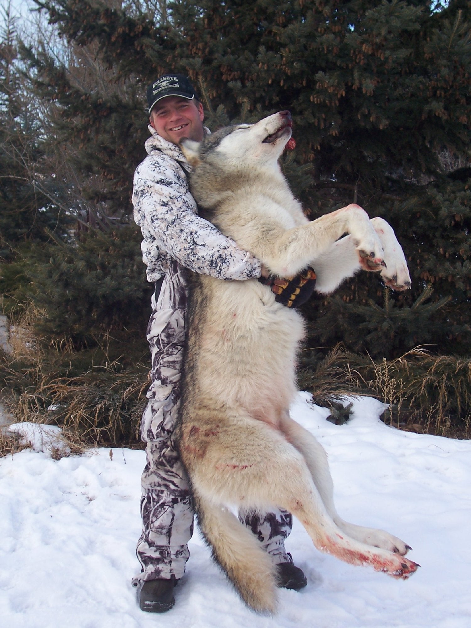 Can you have a wolf as a pet in canada Alberta Canada Wolf