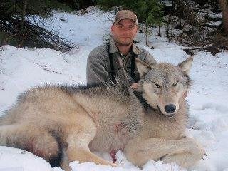 Another Big Wolf