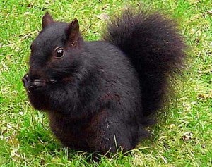 black-squirrel