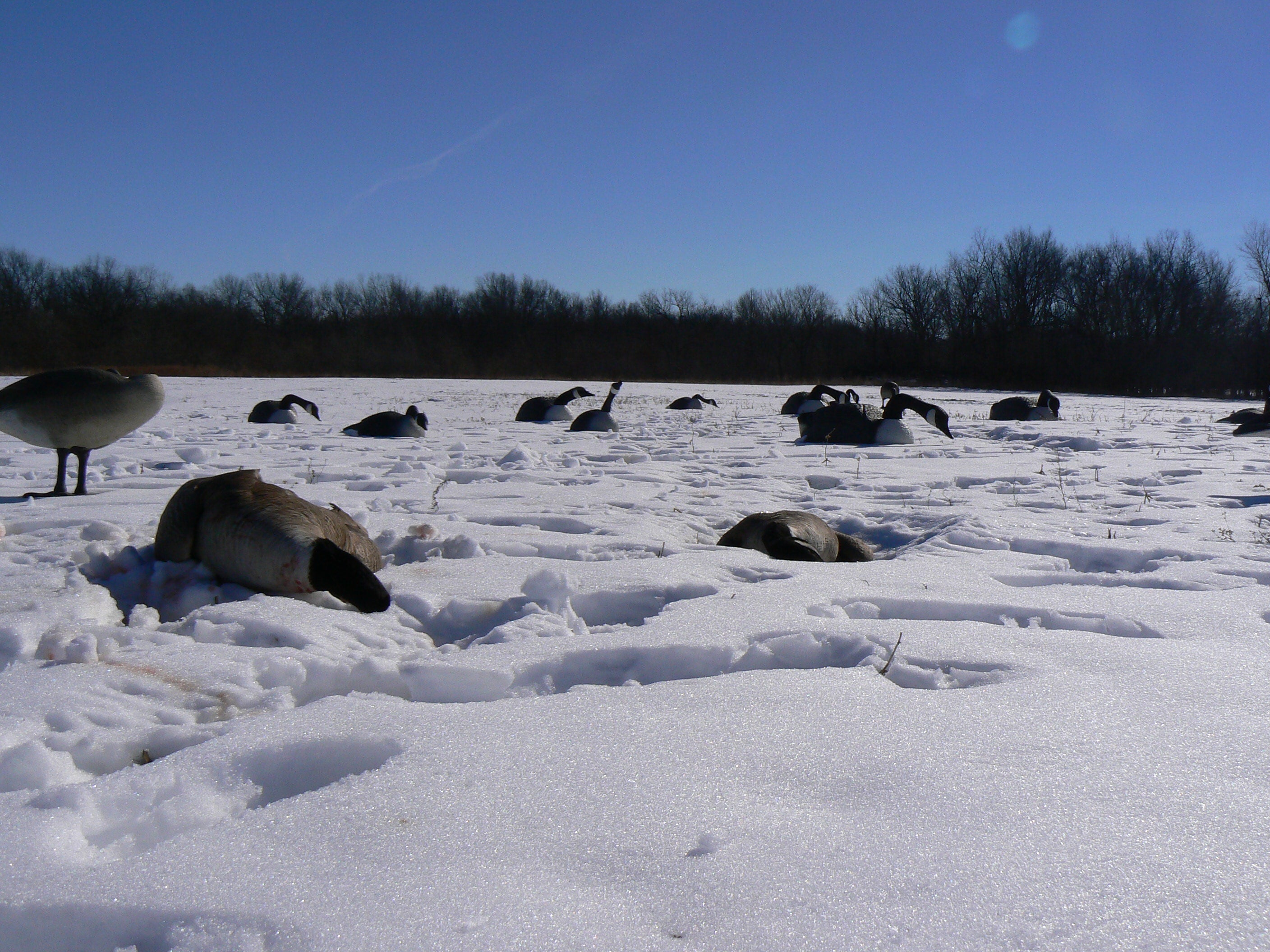 Kansas Goose Hunting