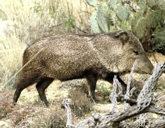 The javelina is one of those critters that invokes a "what’s that"...