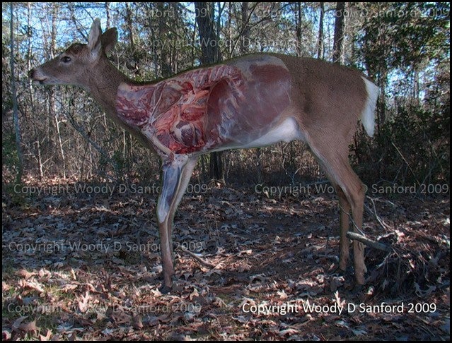 Deer thoracic anatomy.