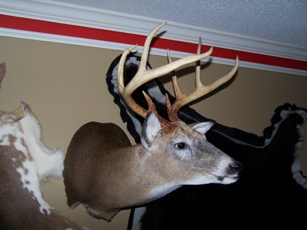 Deer Head Mount >> Dad’s 2009 Bucks Deer Head Mount >> Dad’s 2009 Bucks