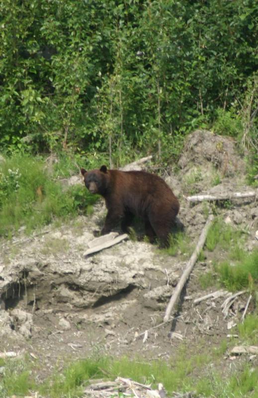 Cinnamon Bear
