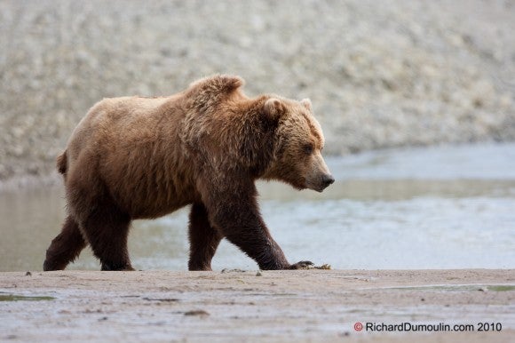 Grizzly Bear vs. Black Bear ID