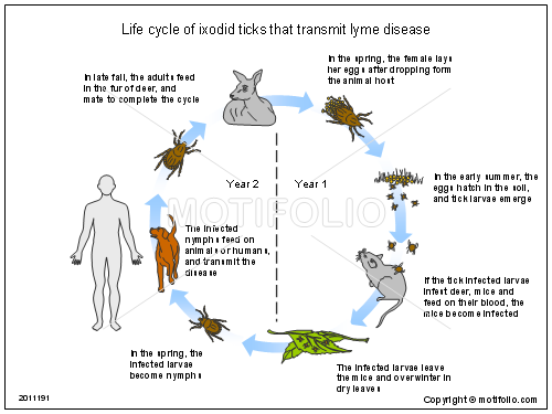 filariasis malaria dengue fever and lyme Transmits malaria, yellow fever, dengue fever, west nile virus transmit leishmaniasis and sand fly fever transmit river blindness/onchocerciasis and black fly fever. filariasis malaria dengue fever and lyme Transmits malaria, yellow fever, dengue fever, west nile virus transmit leishmaniasis and sand fly fever transmit river blindness/onchocerciasis and black fly fever.