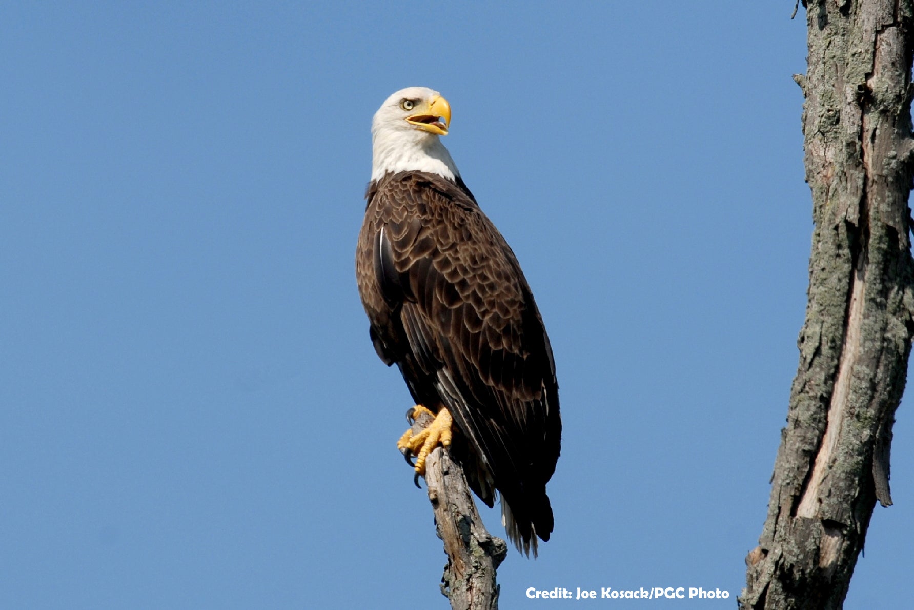 BALD EAGLES THRIVING THROUGHOUT PENNSYLVANIA