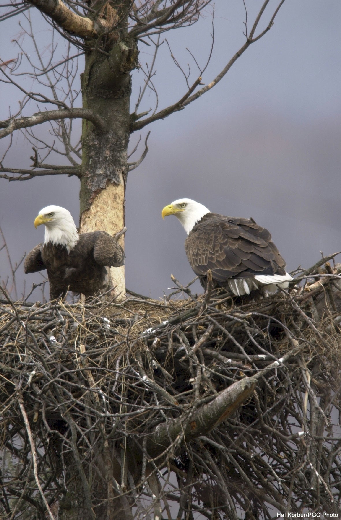 BALD EAGLES THRIVING THROUGHOUT PENNSYLVANIA