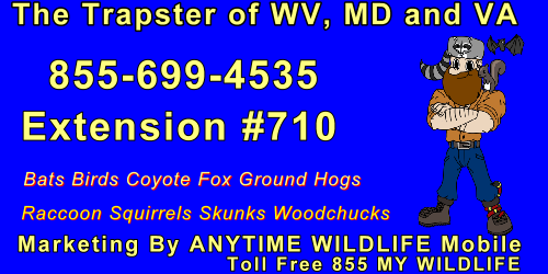 martinsburg West Virginia Trapping and Wildlife Removal