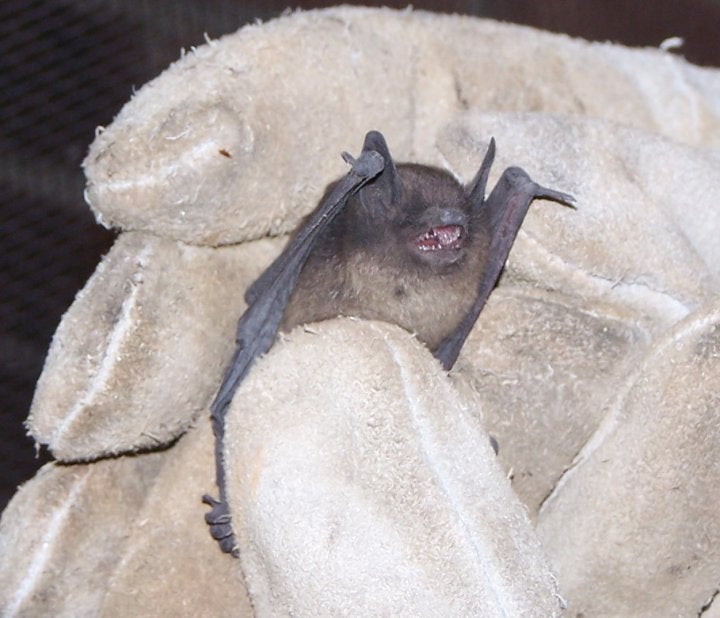 Brunswick, Kennebunk, Portland Me Emergency Bat Removal Flying Squirrel
