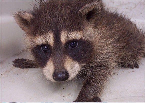 baby-raccoon